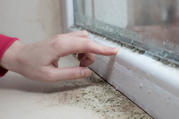 Best Mold Prevention Services  in Brundidge, AL