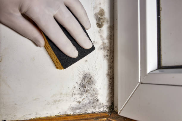  Brundidge, AL Mold Removal Pros